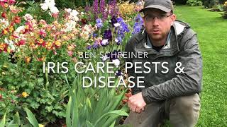 Iris Care Pests and Disease [upl. by Neztnaj695]