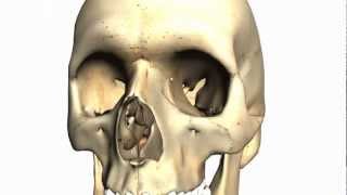 Skull tutorial 2  Bones of the facial skeleton  Anatomy Tutorial PART 1 [upl. by Bonnice]