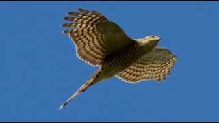 Sparrowhawk Bird Call Bird Song [upl. by Pollack]