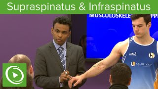 Supraspinatus amp Infraspinatus Muscles amp Nerves – MRCS  Lecturio [upl. by Weidman]