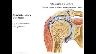 LIGAMENTOS DE MEMBRO SUPERIOR [upl. by Theresina327]