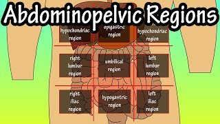 Abdominopelvic Quadrants And Regions  Abdominal Quadrants [upl. by Corina]