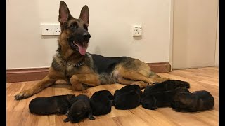 German shepherd Giving birth to 9 puppies  First Litter [upl. by Odlawso]