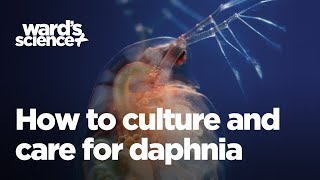 Caring and Culturing for Daphnia [upl. by Indys]