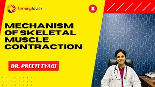Mechanism of Skeletal Muscle Contraction [upl. by Sirapal]