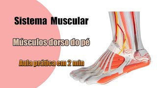 Músculos do Dorso do Pé  Anatomia Humana  Anatomia [upl. by Izak]