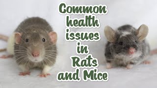 The most common health issues in Rats and Mice [upl. by Sirmons684]