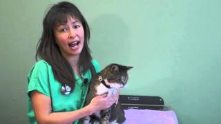 How to use an asthma Inhaler in your cat  Dr Justine Lee [upl. by Ertha399]