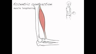 Contraction types skeletal muscle 4 [upl. by Nilecoj]