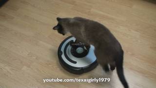 Cat shows HOW TO use iRobot Roomba Vacuum [upl. by Baer]