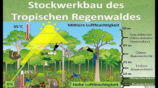 Stockwerkbau des tropischen Regenwaldes Erdkunde [upl. by Ahsiekit423]