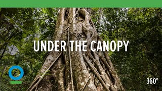 Under The Canopy 360 video  Conservation International CI [upl. by Binah52]