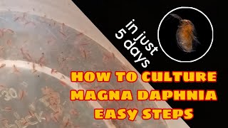 How to Culture Magna Daphnia Easily [upl. by Hsatan257]