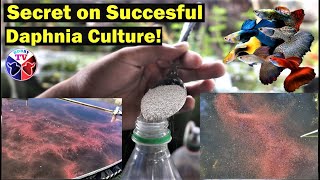 How to Culture Daphnia Successfully [upl. by Grimbald876]