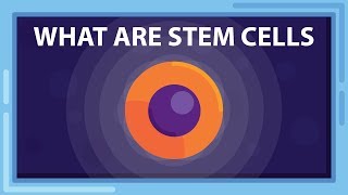 What are STEM CELLS And What Can they Do [upl. by Asiuqram192]