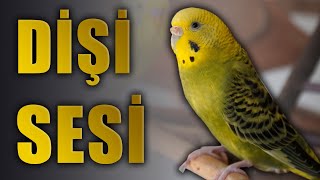 Muhabbet Kuşu Sesi Dişi muhabbet kuşu sesleri [upl. by Erland737]