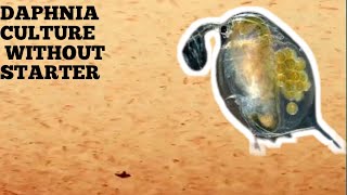 HOW TO CULTURE DAPHNIA NATURALLY WITHOUT A STARTER [upl. by Adnole]