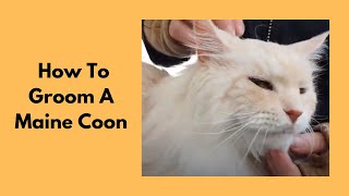 How To Groom A Maine Coon Cat  Belly Clip [upl. by Licha839]