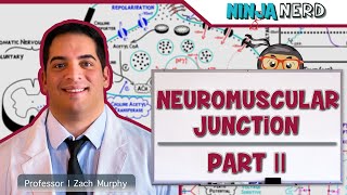 Musculoskeletal System  Neuromuscular Junction  Excitation Contraction Coupling Part 2 [upl. by Eednas]