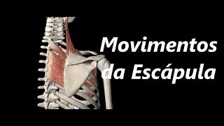 Movimentos da Escápula em 3D [upl. by Ronaele]