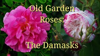 Old Garden Roses The Damasks [upl. by Frayne654]