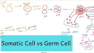 Somatic Cell amp Germ Cell  What is the Difference [upl. by Lledraw790]