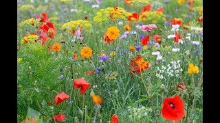 COMMENT RÉALISER UN MASSIF DE FLEURS SAUVAGES EN MÉLANGE JACHÈRE FLEURIE [upl. by Aniroc]