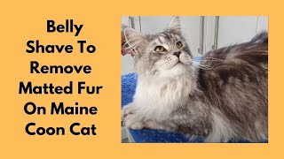 Maine Coon Cat  Belly Shave To Remove Matted Fur [upl. by Banyaz]