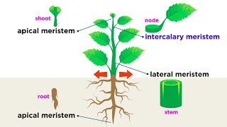 Types of Plant Cells [upl. by Nancey]