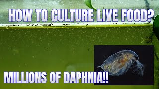 How to Culture Daphnia Secret Method to Breed MILLIONS  Simply Aquatic [upl. by Adleme]