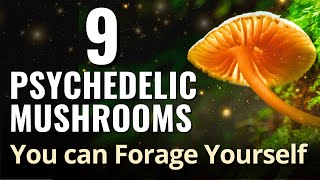 9 Psychedelic Mushrooms You can Forage Yourself [upl. by Earehc673]