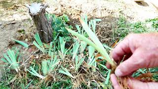 How to Divide and Plant Bearded Iris [upl. by Bevon368]