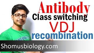 VDJ recombination  antibody class switching [upl. by Iow68]