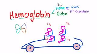 Hemoglobin Structure Whats In Your Red Blood Cell [upl. by Thia766]