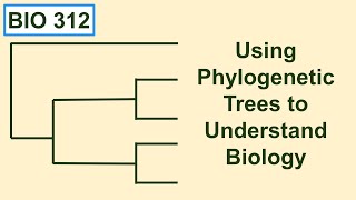 Using phylogenetic trees to understand biology [upl. by Arvy587]