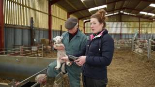 How to castrate a lamb  Lamlac [upl. by Freemon]