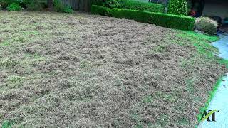 Seattle Lawn Renovation including Thatching Aerating Seeding and Fertilizing part 1 [upl. by Hanser]