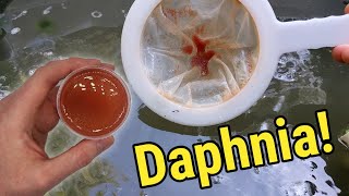 How I Culture Daphnia In Outdoor Tubs [upl. by Arelus168]