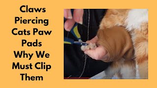 Claws Piercing Cats Paw Pads [upl. by Aelgna305]