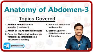 🕵️‍♂️ Anatomy Of Abdomen Part  3  Anterior and Posterior abdominal wall Abdominal aorta 🌟💡 [upl. by Rene]