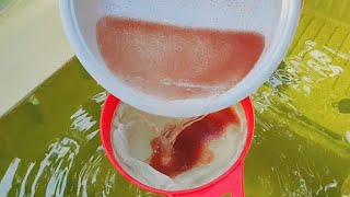 How to culture daphnia  Daphnia culture  How to grow daphnia outdoor [upl. by Nogaem177]