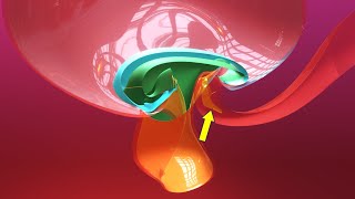 Allantois formation  Embryonic folding 3D overview  Animated Embryology  3rd Week [upl. by Notlih422]