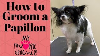 How to Groom a Papillon [upl. by Nnylak]