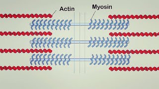 Muscle Contraction  Part 1 [upl. by Lanor]