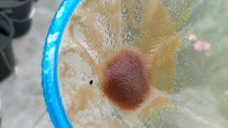 How to culture daphnia moina in a small container Part 1 English Subtitle [upl. by Forbes303]