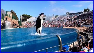 Killer Whale Show 4K UHD  Orca Encounter Full Show  SeaWorld San Diego [upl. by Samid204]