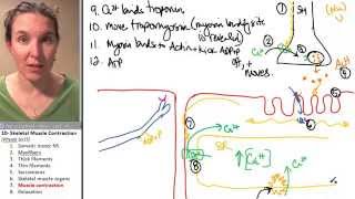 Skeletal Muscle 7 Contraction [upl. by Ahsertal648]