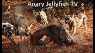 16 UNCENSORED 18 eaten ALIVE  Wild dogs eating alive warthog brutally Screaming live feeding [upl. by Obau]