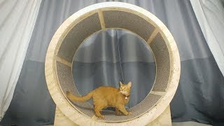 How to make a Cat Exercise Wheel [upl. by Aihsat]