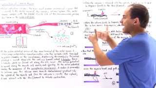 Contraction of Skeletal Muscle [upl. by Osnohpla]